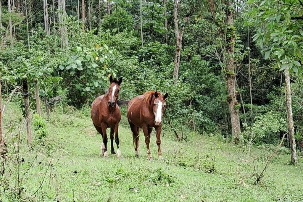 Sitio Som Das Aguas Benedito Novo Dış mekan fotoğraf